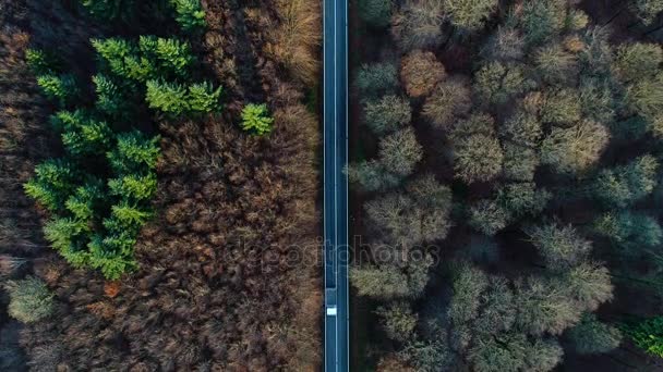 Estrada Tráfego Através Floresta Outonal Vista Aérea — Vídeo de Stock