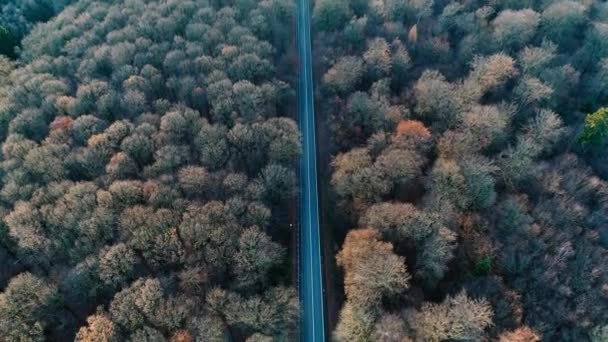 Strada Traffico Attraverso Foresta Autunnale Vista Aerea — Video Stock