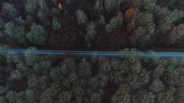 Väg Och Trafik Genom Höstlig Skog Flygfoto — Stockvideo