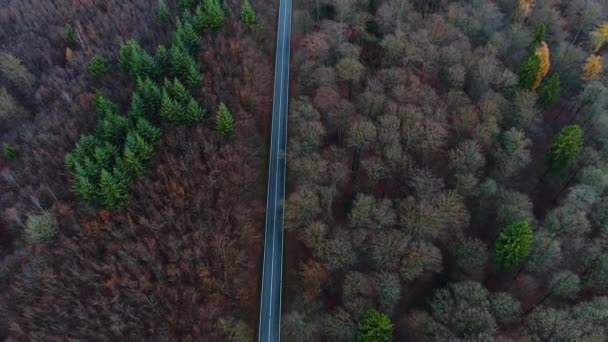 Straße Und Verkehr Durch Herbstlichen Wald Luftaufnahme — Stockvideo