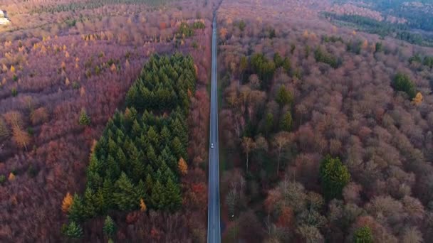 Road Traffic Autumnal Forest Aerial View — Stock Video