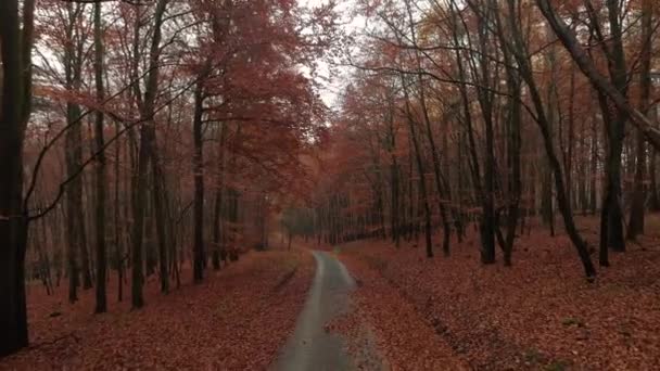 Volando Través Del Bosque Otoñal Imágenes Drones — Vídeos de Stock