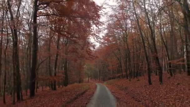Durch Herbstlichen Wald Fliegen Drohnenaufnahmen — Stockvideo