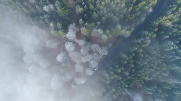 Luchtfoto Van Boomtoppen Bos Mist Winter Drone Footage — Stockvideo