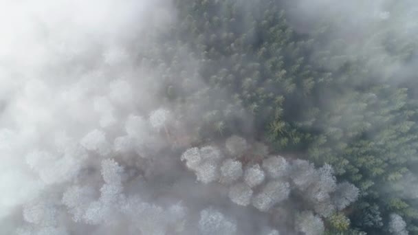 Вид Воздуха Верхушки Деревьев Лес Туман Зимой Съемка Беспилотника — стоковое видео