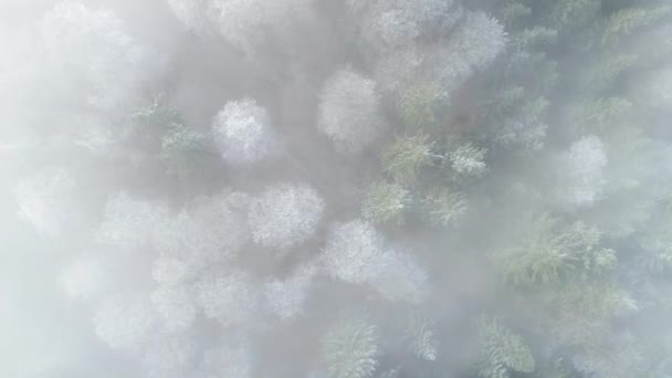 Aerial View Treetops Forest Fog Winter Drone Footage — 비디오