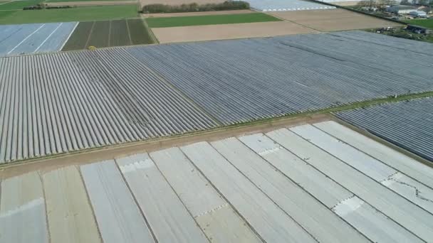 Asparagus Fields Harvest Aerial View — Stock Video