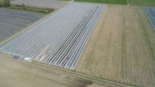 Campos Espargos Colheita Vista Aérea — Vídeo de Stock