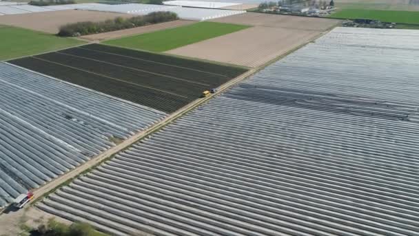 Champs Asperges Récolte Vue Aérienne — Video