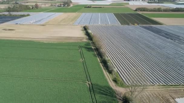 Asparagus Fields Harvest Aerial View — Stock Video