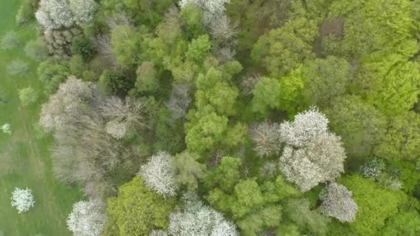 Aerial View Meadows Treetops Spring Drone Footage — Stock Video