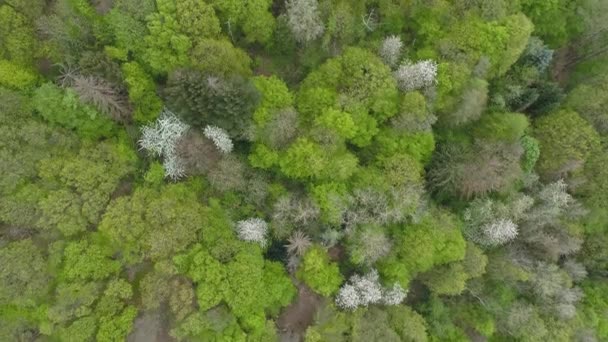 Aerial View Meadows Treetops Spring Drone Footage — Stock Video