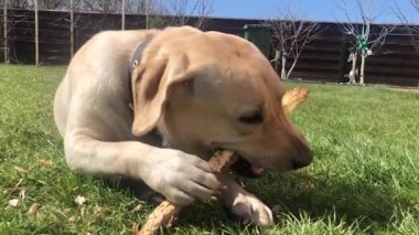 Çimlerin üzerinde oynaşan labrador köpeği çubuğu kemiriyor. Köpek çimenlerin üzerinde yatar ve etkin bir şekilde tahta bir sopa çiğner..