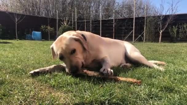 Labrador Chiot Ludique Sur Herbe Grignote Bâton Chien Repose Sur — Video