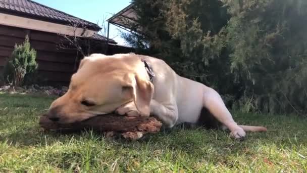 장난스럽게 뜯어먹고 강아지가 막대기를 갉아먹고 풀밭에 막대기를 히씹는다 — 비디오