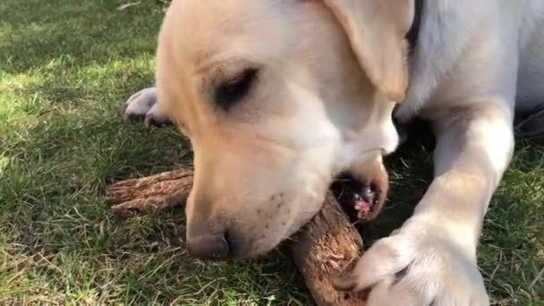 Παιχνιδιάρικο Λαμπραντόρ Κουτάβι Στο Γρασίδι Δαγκώνει Ένα Ραβδί Σκυλί Βρίσκεται — Αρχείο Βίντεο
