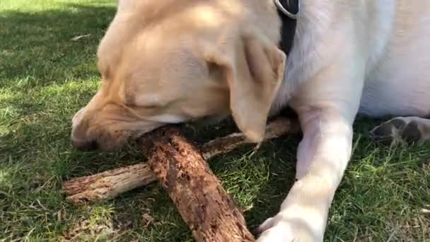 Cãozinho Labrador Brincalhão Grama Mordisca Pau Cão Jaz Grama Mastiga — Vídeo de Stock