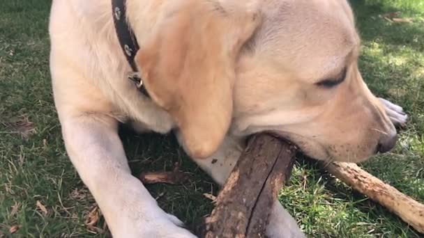 Cãozinho Labrador Brincalhão Grama Mordisca Pau Cão Jaz Grama Mastiga — Vídeo de Stock