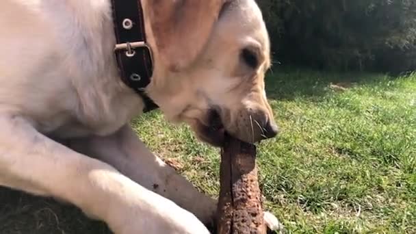 Speelse Labrador Puppy Het Gras Knabbelt Een Stok Hond Ligt — Stockvideo