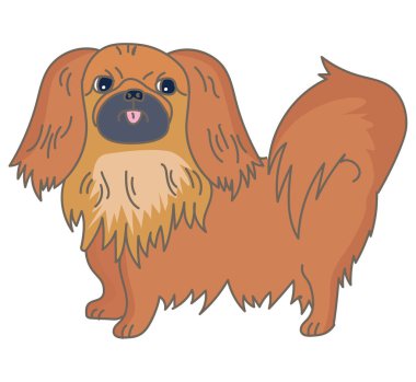 Fino. Oyuncak köpek