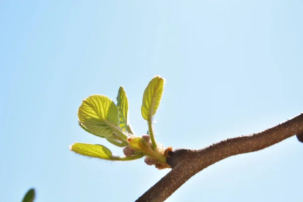 Kiwi Branches New Leaf Spring Day Garden Blue Clear Sky — Stock Photo, Image
