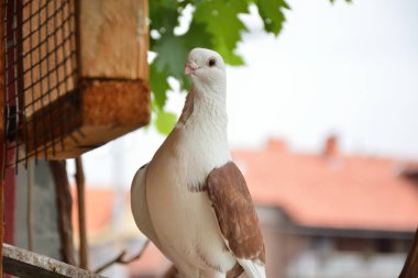 Beyaz kafalı ve terasta kısa gagalı güzel, kahverengi bir güvercin. Evcil güvercin kuşu arka planda bulanık poz veriyor. Evcil hayvan ve evcil hayvan konsepti. Yaklaş, seçici odaklanma