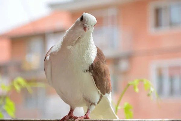 Pigeon Brun Avec Une Tête Blanche Bec Court Sur Une — Photo