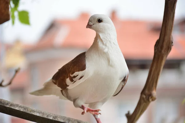 Pigeon Brun Avec Une Tête Blanche Bec Court Sur Une — Photo