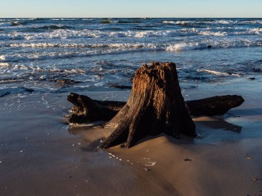 Gün batımında deniz kenarında ölü gövdeler ve ağaçlar ortaya çıkarıldı. Çek Cumhuriyeti, Baltık Denizi, Polonya. Uzun pozlu fotoğrafçılık.