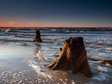 Gün batımında deniz kenarında ölü gövdeler ve ağaçlar ortaya çıkarıldı. Çek Cumhuriyeti, Baltık Denizi, Polonya. Uzun pozlu fotoğrafçılık.
