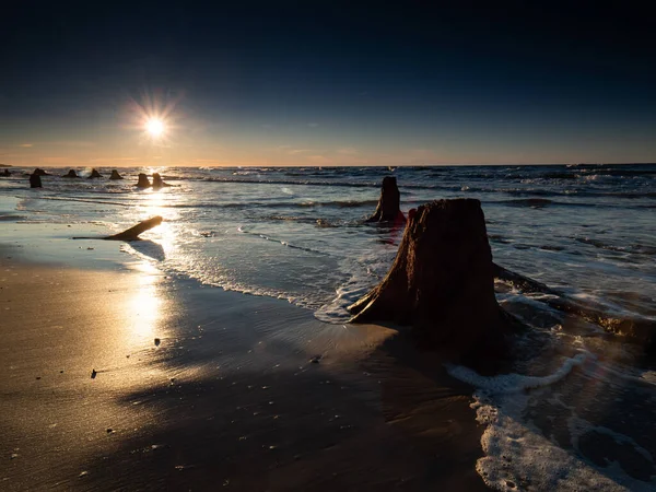 Tote Stämme Und Bäume Die Während Des Sonnenuntergangs Vom Meer — Stockfoto