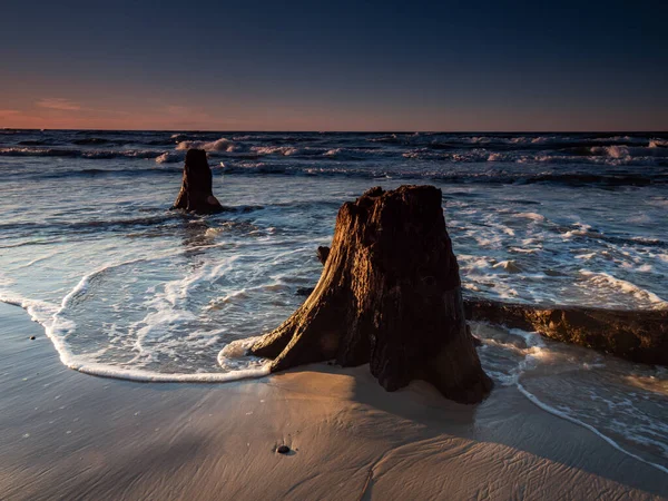 Мертвих Стовбурів Дерев Виявлених Морем Під Час Заходу Сонця Чолпіно — стокове фото
