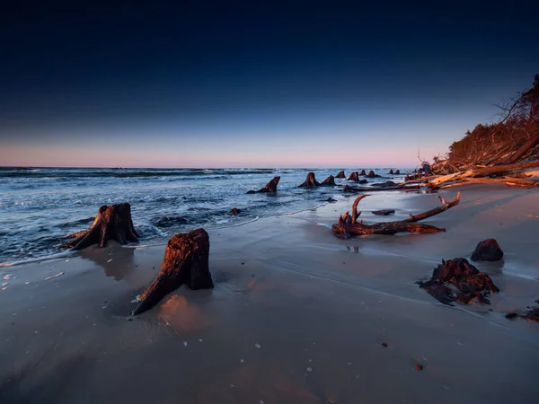 Troncos Muertos Árboles Descubiertos Por Mar Durante Puesta Del Sol — Foto de Stock