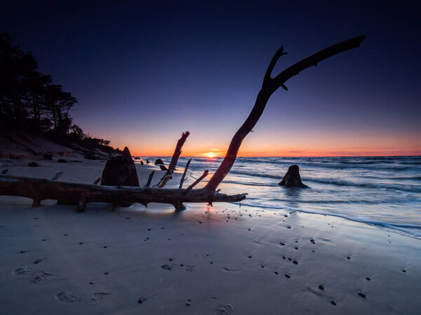 Dead trunks and trees uncovered by the sea during the sunset. Czolpino, Baltic Sea, Poland. Long exposure photography.