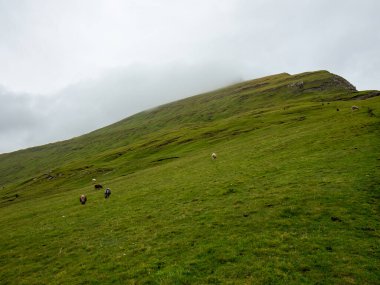 Faroe Adaları 'nın arka planında koyunlar olan yeşil çimen tarlaları. Bulutlu hava.
