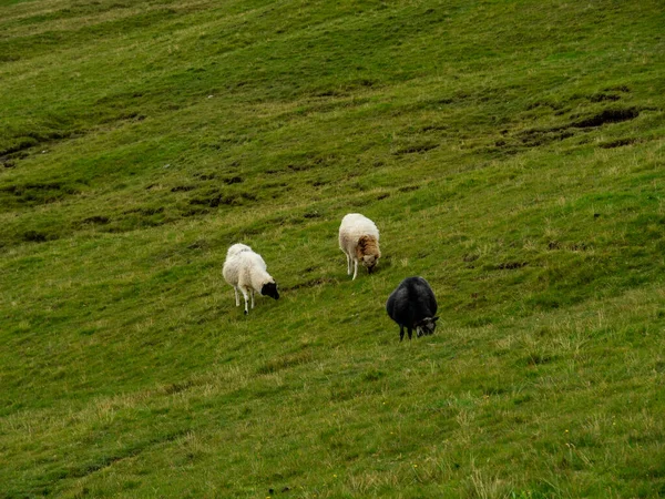Campos Relva Verde Das Ilhas Faroé Ovelhas Comendo Grama — Fotografia de Stock