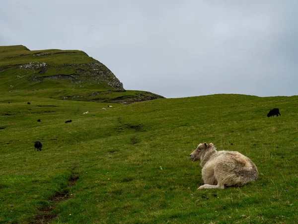 Faroe Adaları Uçurumların Yeşil Çimenlik Alanları Planda Dinlenen Koyunlar Arka — Stok fotoğraf