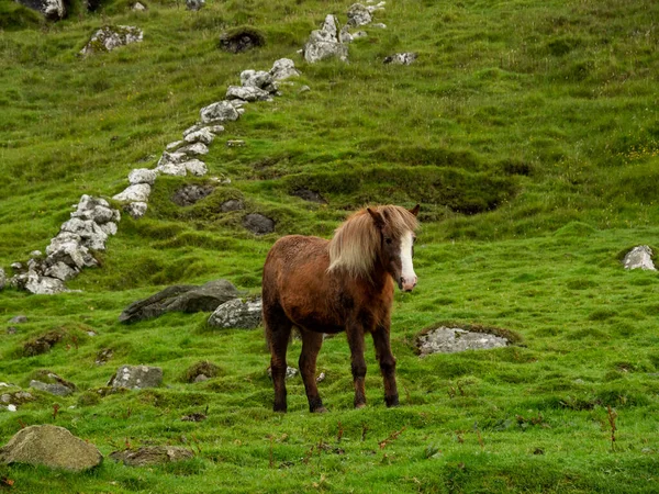 Kepulauan Faroe Kuda Lereng Perbukitan Desa Kirkliaour — Stok Foto