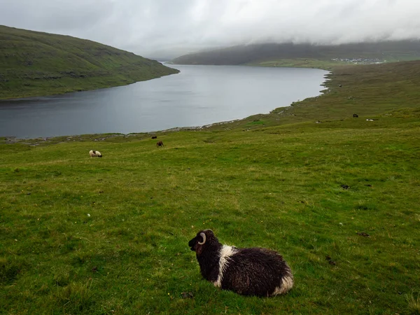 Faroe Adaları Leitisvatn Gölü Manzaralı Önde Yeşil Çim Tarlaları Koyunlar — Stok fotoğraf