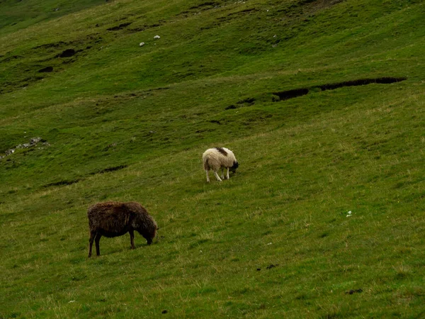 Feröer Szigetek Zöld Füves Mezői Füvet Evő Bárányok — Stock Fotó
