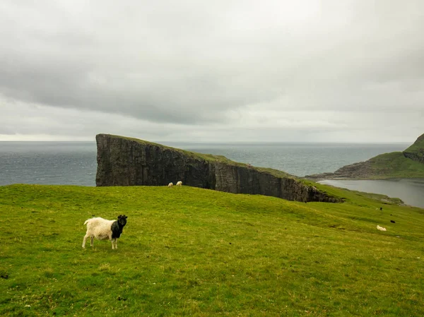 Faroe Adaları Vagar Adası Ndaki Tralanpan Veya Slave Uçurumları Önde — Stok fotoğraf