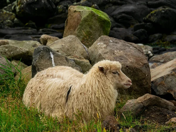 Faroe Adaları Koyun Büyük Taşların Yanına Uzanıp Dinleniyor — Stok fotoğraf