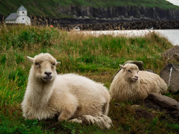 Faroe Adaları Koyunlar Yerde Yatıyor Arka Planda Kirkjubur Köyünün Kilisesi — Stok fotoğraf
