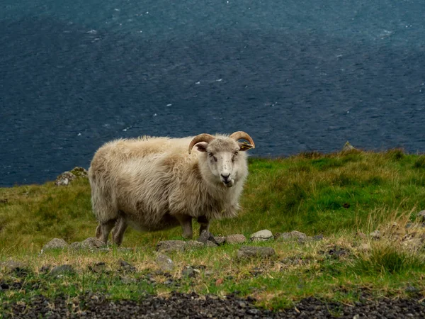 Faroe Islands Sheep Staring Camera Animal Standing Cliff Background Ocean — Stock Photo, Image