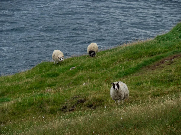 Faroe Adaları Koyunlar Uçurumun Kenarında Duruyor Arka Planda Bir Okyanus — Stok fotoğraf