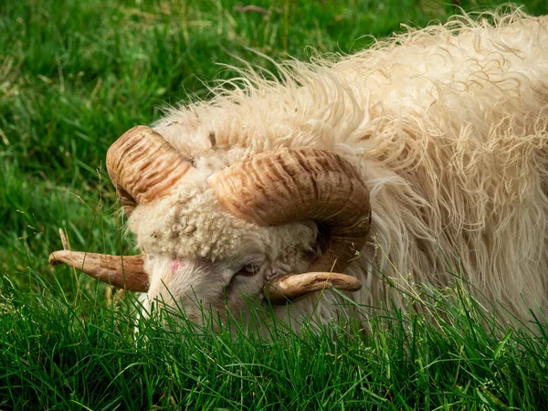 Faroe Adaları Otları Yiyen Koyunlar — Stok fotoğraf