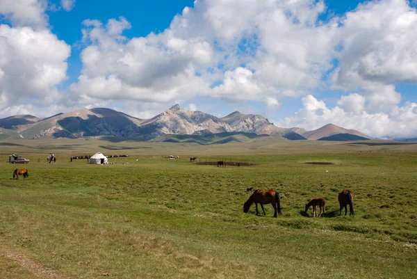 Songkol湖附近的草原 巨大的牧场 有放牧的马 传统的酸奶和远近闻名的高山 — 图库照片