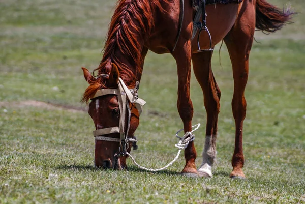 Kuda Merumput Stepa Kirgiz Dekat Danau Scared Kirgizstan — Stok Foto