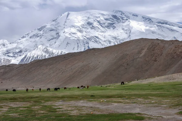 Montanhas Karakoram Primeiro Plano Pasto Com Cavalos Pastagem Fundo Picos — Fotografia de Stock