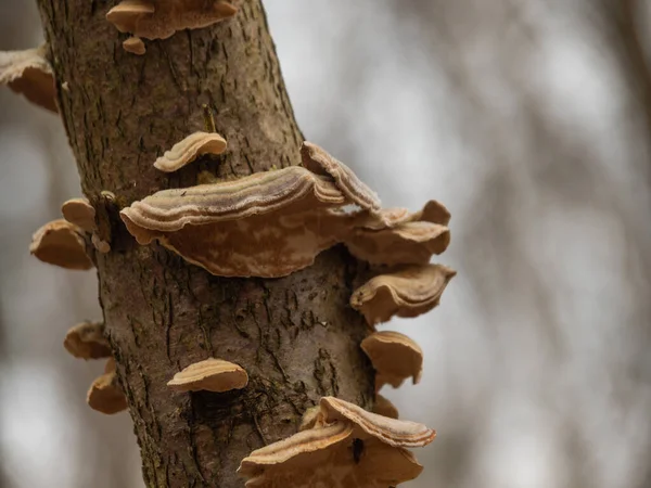 Giftige Paddenstoelen Parasiteren Boom Selectieve Focus — Stockfoto